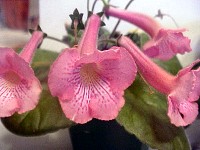 Sinningia 'Ozark Pink Sunrise'